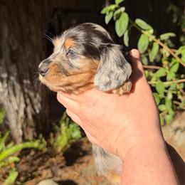 Zelle - Dapple female Dachshund puppy in Santa Rosa, California from Signature Mini Dachshunds