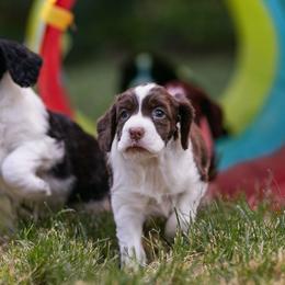 English Springer Spaniel Puppies from Carol Jansen's Cascadian Springer Spaniels