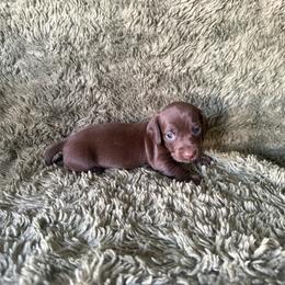 Kahlua - Chocolate female Dachshund puppy in Moreno Valley, California from rdachshunds