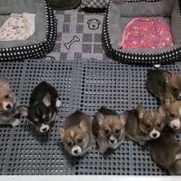 Pembroke Welsh Corgi Puppies from AW Corgis