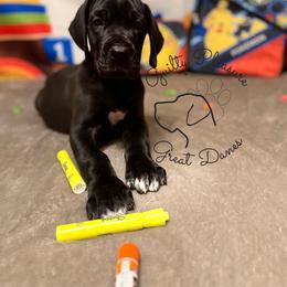 Cricket - Black female Great Dane puppy in Norton, Ohio from Guilty Pleasure Great Danes & Frenchies