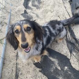 Theodore - Dachshund