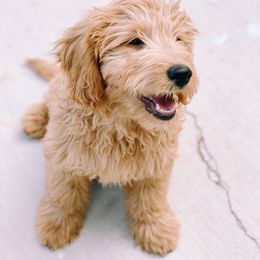 Goldendoodle and Golden Retriever Puppies from Utah Goldens