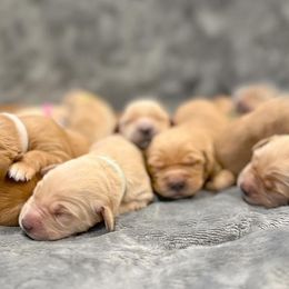 Golden Retrievers from Oro Valley Golden Retrievers