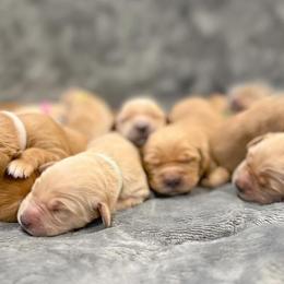 Golden Retrievers from Oro Valley Golden Retrievers