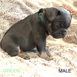 French Bulldog Puppies from Copa Frenchies