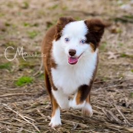 Strawberry - Red tri Toy Australian Shepherd puppy in Checotah, Oklahoma from CM Ranch Aussies
