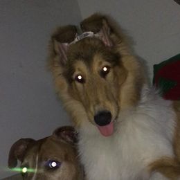 Collie Puppies from Rough Collie Studding