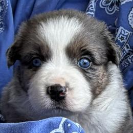 Tilly - Blue merle female Australian Shepherd puppy in Tuscola, Texas from Cross Arrow K Awesome Aussies