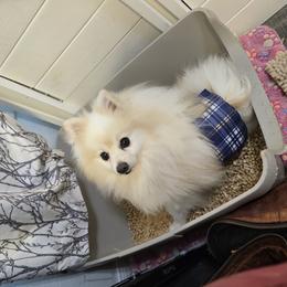 Odi - Pomeranian