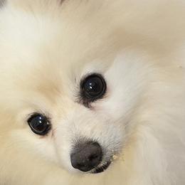 Odi - Pomeranian