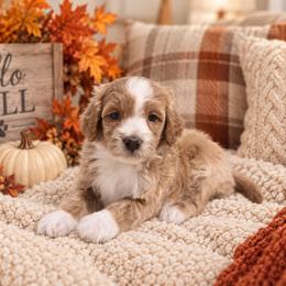 River - Red  female Goldendoodle puppy in Floyd, Virginia from Hearts and Paws Poodles and Doodles
