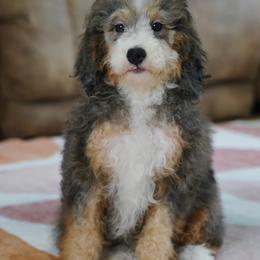 Chic - Blue merle female Bernedoodle puppy in Dundee, Ohio from Down Home Doodle