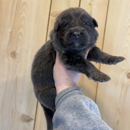 Olivia - Blue female German Shepherd puppy in Watervliet, Michigan from M&M Shepherd Farms