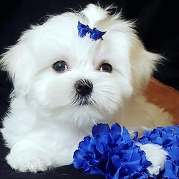 Maltese from Always Maltese
