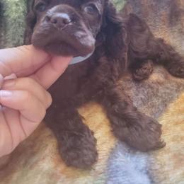 Cocker Spaniel Puppies from Top Notch Sporting Dogs