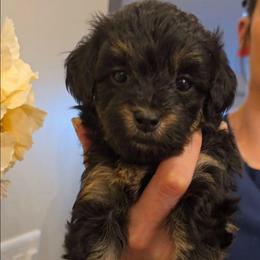 Venus - Black tri-color female Aussiedoodle puppy in Prescott Valley, Arizona from Ramirez Family Doodles