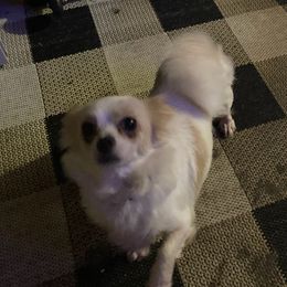 Chihuahuas from Canler Chihuahuas