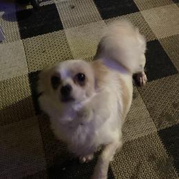 Chihuahuas from Canler Chihuahuas