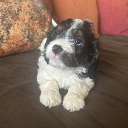 Yellow Collar - Traditional Tri - Tri-color female Cavapoo puppy in Tempe, Arizona from Springerdoodles Plus AZ