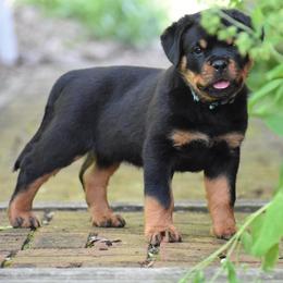 Lionel - Black and mahogany male Rottweiler puppy in Catawissa, Pennsylvania from Sharp Ridge Rottweilers