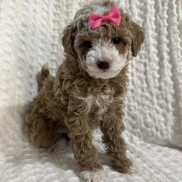 Pink - Cream female Poodle puppy in Twin Lake, Michigan from Paige's Poodles