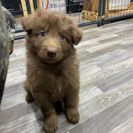 Girl 2 Purple Collar - Liver female German Shepherd puppy in Pelham, North Carolina from P & P Shepherds