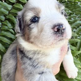 Boy 1 - Blue merle male Miniature Australian Shepherd puppy in Romney, West Virginia from South Branch Mini Aussies