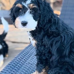 Bernedoodles from Doodles of the Rockies