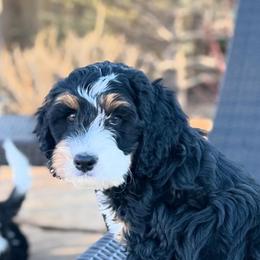 Bernedoodles from Doodles of the Rockies