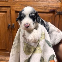 Topaz - Blue merle male Bernedoodle puppy in Carmichaels, Pennsylvania from JensenBelle Doodles
