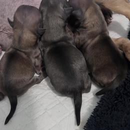 Chihuahua and Labrador Retriever Puppies from Cranbrook Kennels