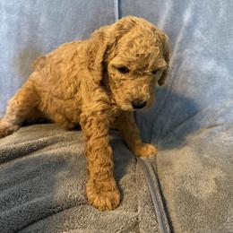 Male Purple Collar(Prince) - Red  male Goldendoodle puppy in Cape Coral, Florida from GoldenDoodles Cape Coral