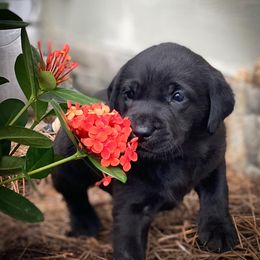 Labrador Retrievers from Southern Oak Kennel - East