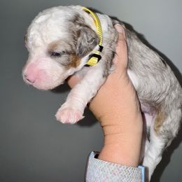 Folly - Blue merle female Aussiedoodle puppy in Rock Hill, South Carolina from LolliPop Farms
