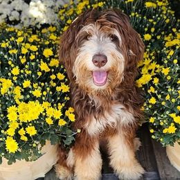 Hank - Australian Labradoodle