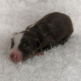 Jasper - Red tri male Miniature Australian Shepherd puppy in Hillsville, Virginia from Lottie's Mini Aussies