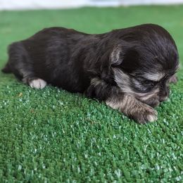 Pua - Havanese puppy from Third Coast Havanese