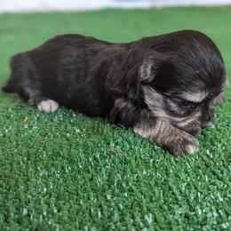 Pua - Havanese puppy from Third Coast Havanese