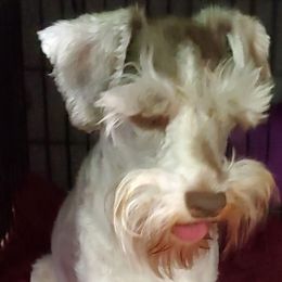 Miniature Schnauzers from Mary's Miniature Schnauzers