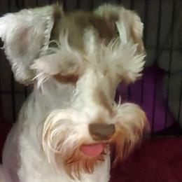 Miniature Schnauzers from Mary's Miniature Schnauzers