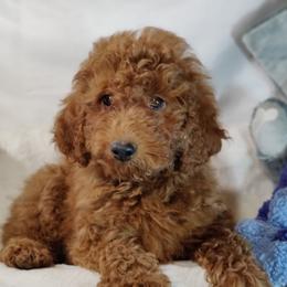 Cruz-OFA and CHIC parents - Red  male Poodle puppy in Westfield, North Carolina from Legacy Pets