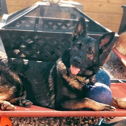 Aero - German Shepherd