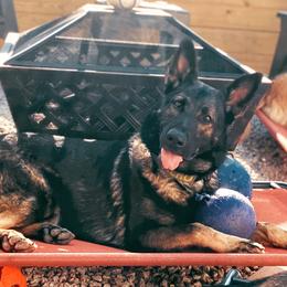 Aero - German Shepherd
