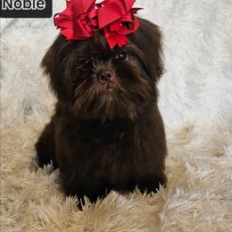 NOBLE - Shih Tzu