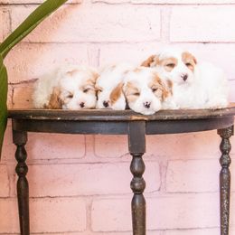 Aussiedoodles, Cavapoos, and Goldendoodles from Ever After Doodles Arizona