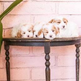 Aussiedoodles, Cavapoos, and Goldendoodles from Ever After Doodles Arizona