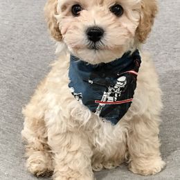 Maltipoo and Poodle Puppies from Toy Poodle & Maltipoo Maui
