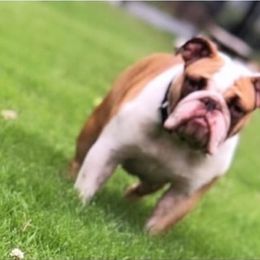 Ivy - Bulldog