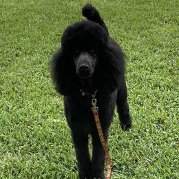 Mirka  - Poodle